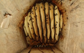 Сладкая экскурсия и Мтиральский лес