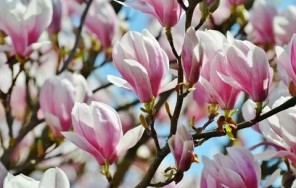 Очарование приморского города. Фотопрогулка по Батуми