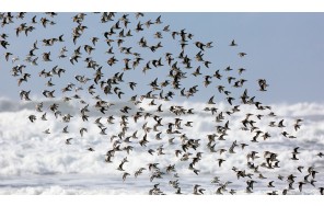 Рай для птиц в Батуми