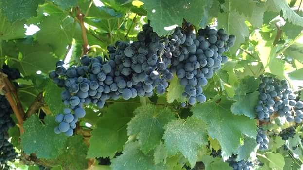 Фото экскурсии