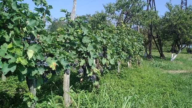 Фото экскурсии