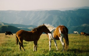 Обзорная экскурсия из Тбилиси в Кахетию с конной прогулкой