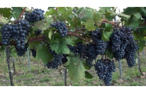 Колыбель вина — винный тур в Кахетию